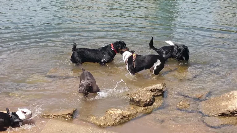 dog park shoal beach at town lake metropolitan park austin 768x432