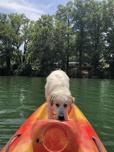 dog park waller beach at town lake metropolitan park austin