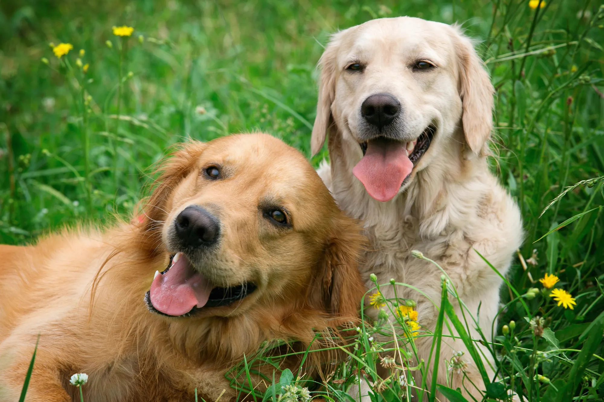 Two dogs playing together at an off-leash dog park in Georgetown, Texas