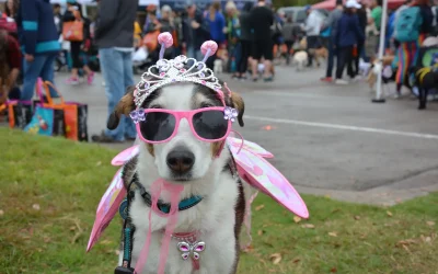 The Mighty Texas Dog Walk & Expo 2025: Austin’s Biggest Celebration for Dogs & Their Humans