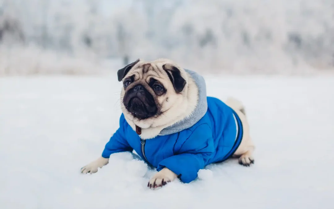 Dog staying warm in the cold snow.