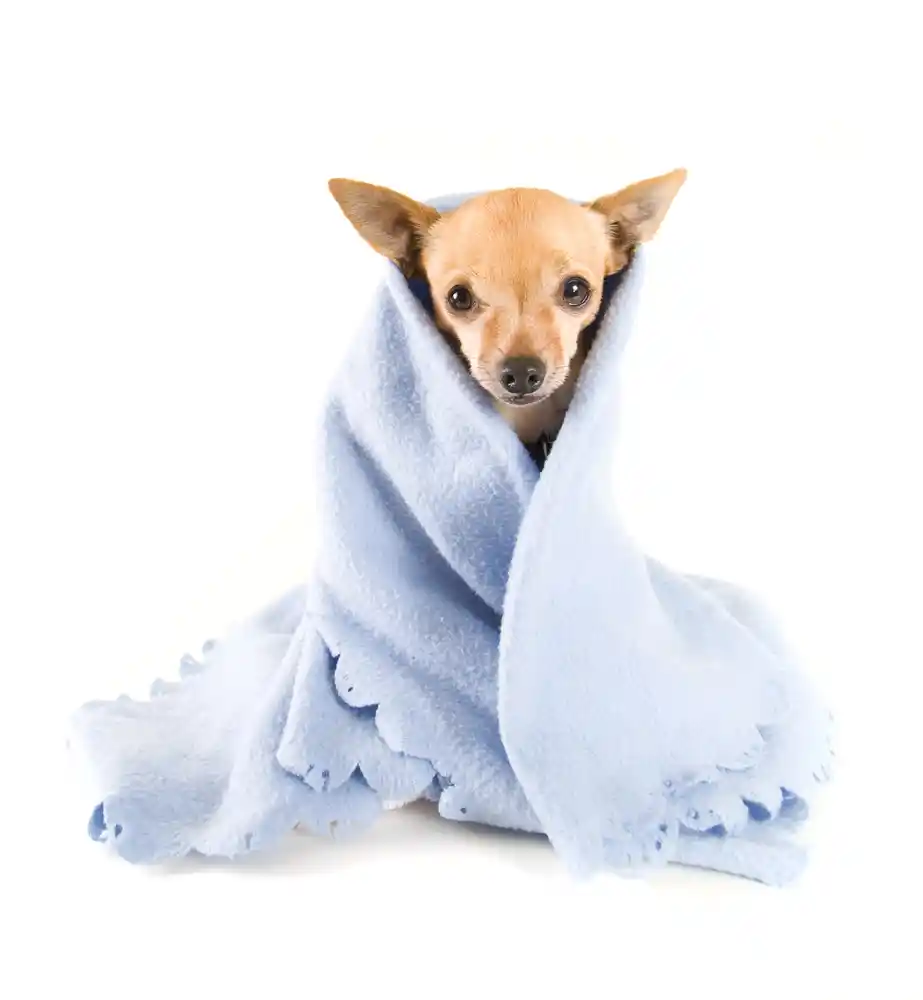 Dog staying warm in a blanket.