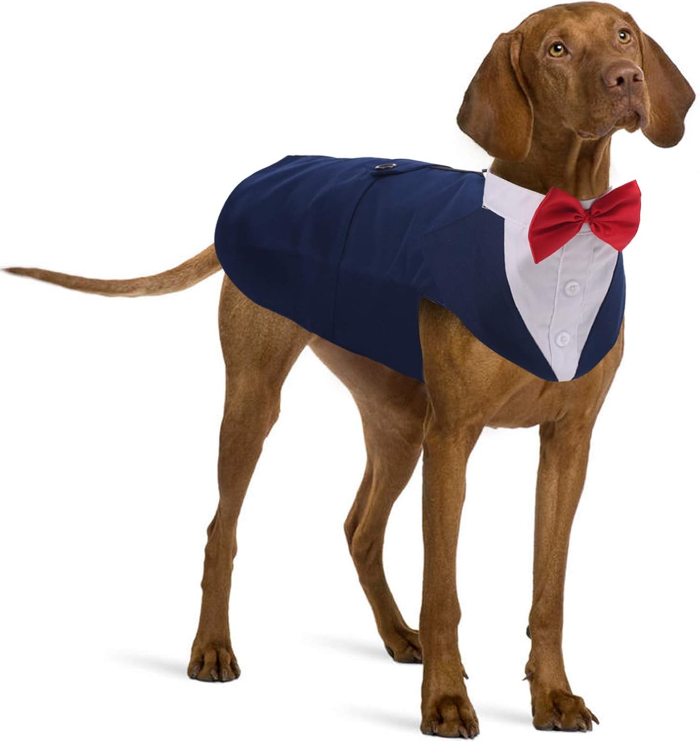 Dog wearing a formal tuxedo costume looking elegant for a wedding or Halloween party in 2025