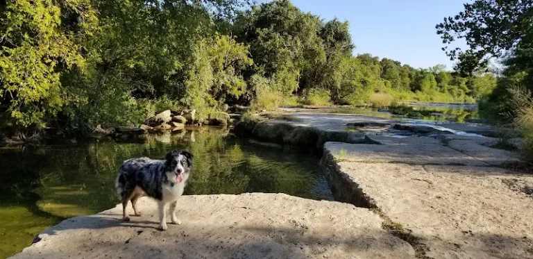dog park bull creek greenbelt upper austin 1 768x373
