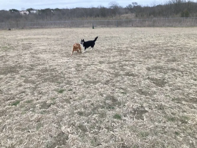 dog park harris branch dog park austin 1