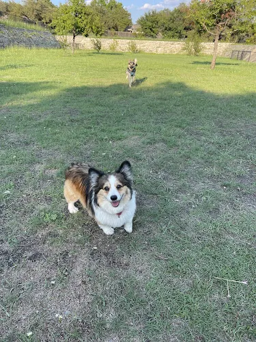 dog park london lane cedar park result