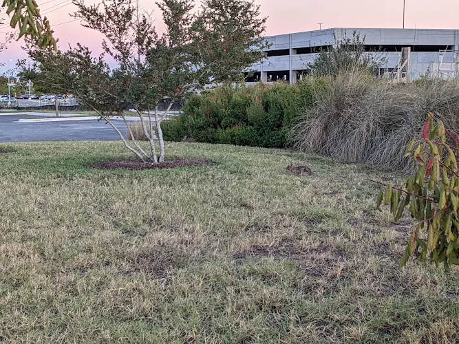 dog park settlers ridge park austin 1