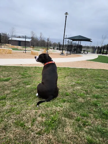 dog park wilbarger creek dog park pflugerville 1