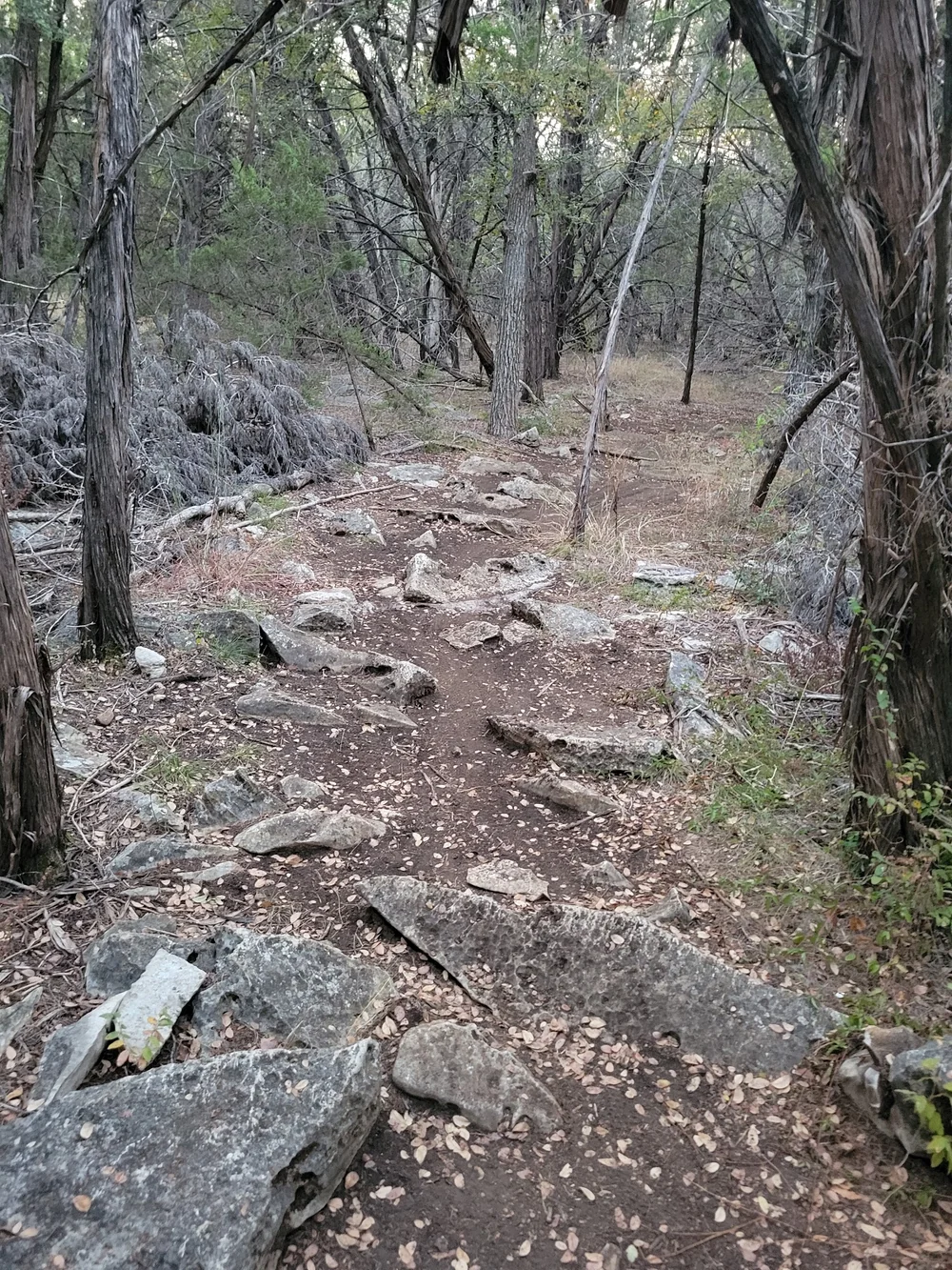 dog park 45 sw trail austin