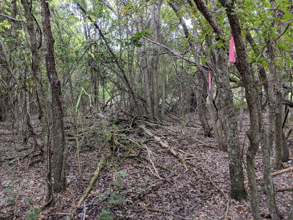 dog park country club creek greenbelt austin