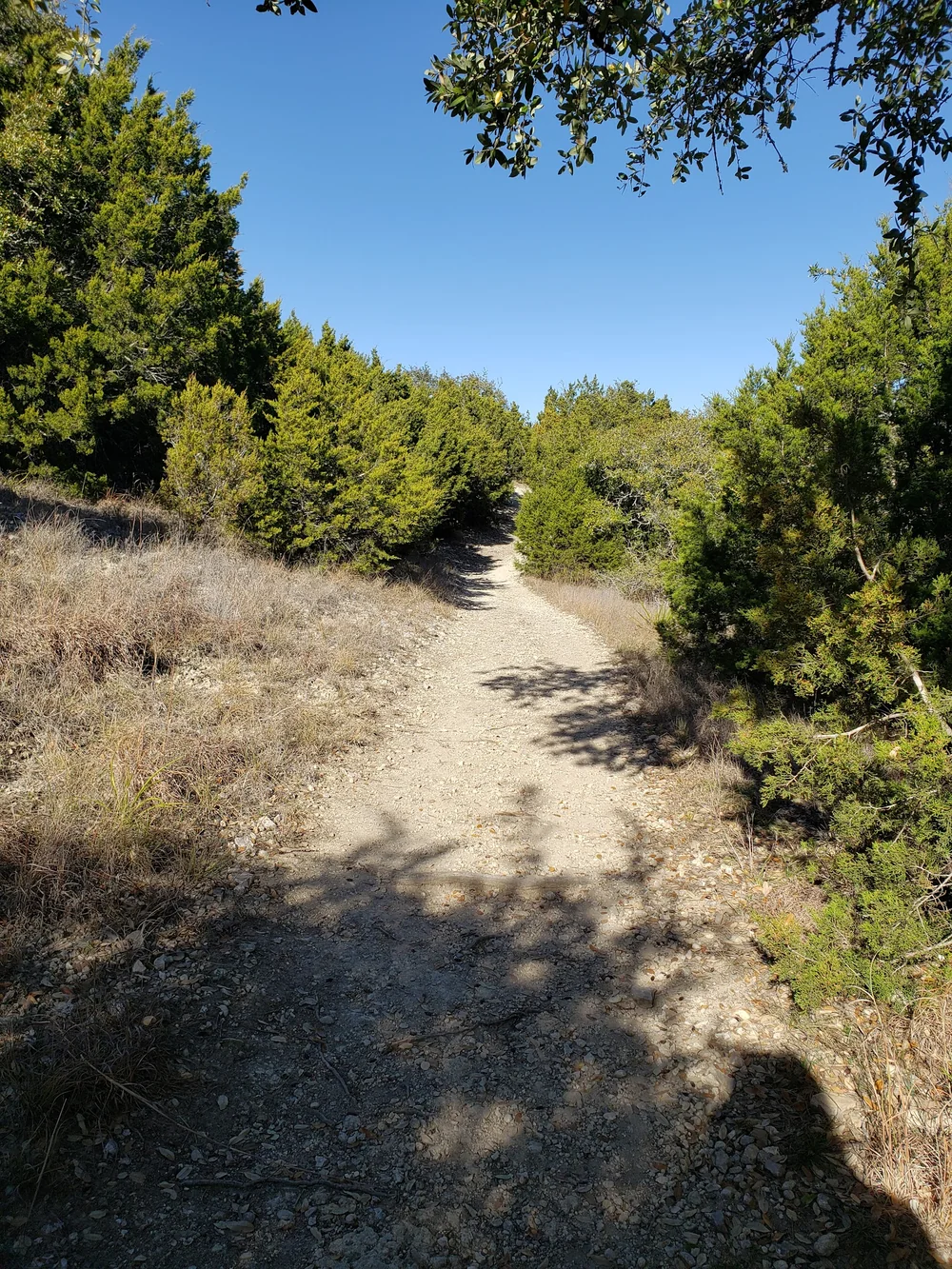 dog park greenway trails at bee cave austin