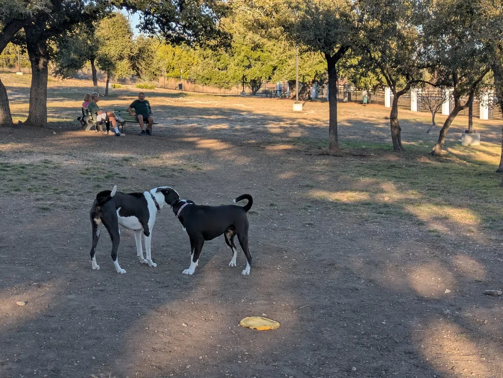 dog park steiner ranch dog park austin