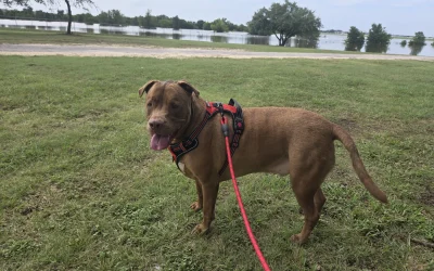 The Pittie Pack Walk – Austin’s Must-Attend Monthly Dog Event