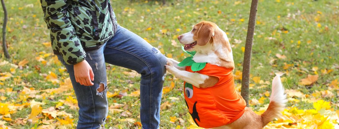 Dog wearing a costume for Dress Up Your Pet Day