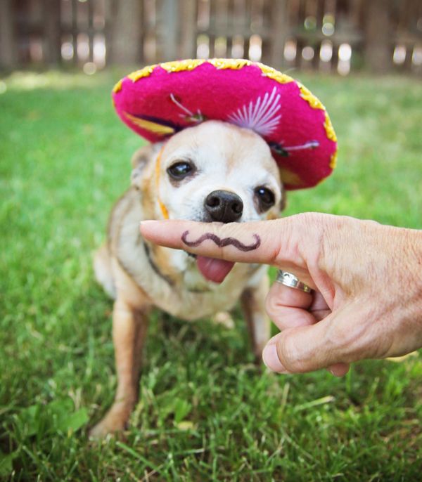 Dog staying warm in the cold snow.