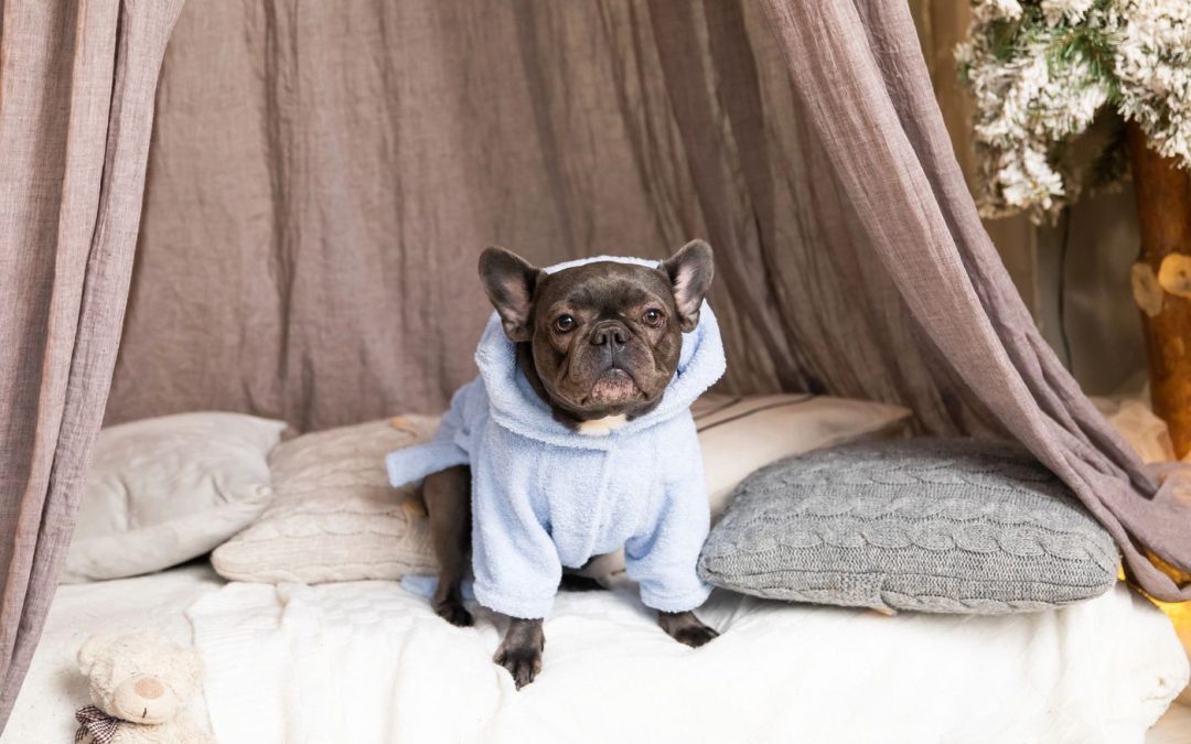 Dog wearing a cozy winter sweater for National Dress Up Your Pet Day